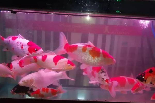 鱼缸停电了怎么办，增加氧气是关键