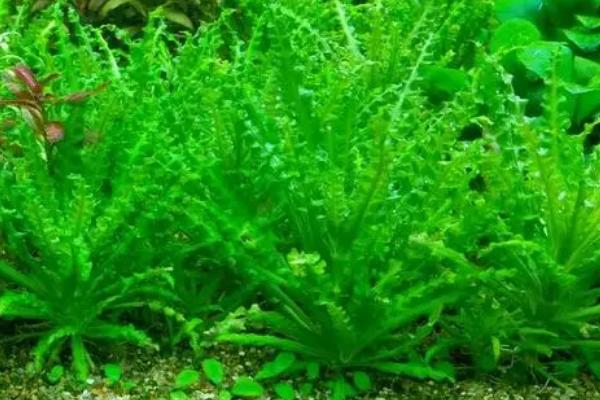 喷泉太阳水草难养吗，注意水质和光照