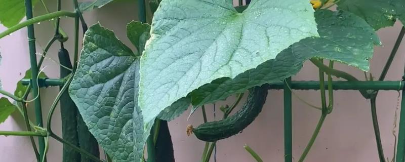 阳台黄瓜只开花不结果是怎么回事