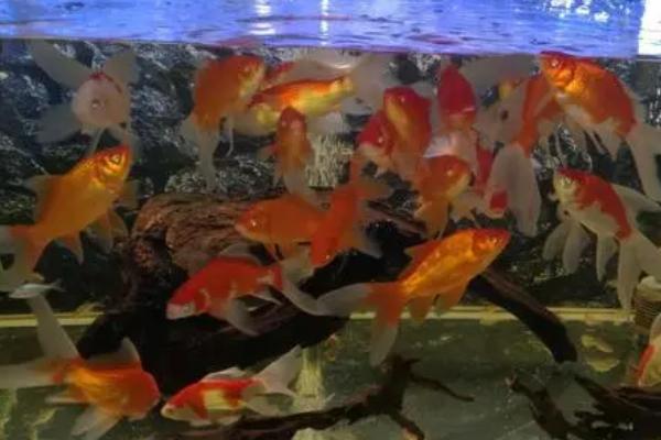 金鱼的耗氧量高不高，水中缺氧容易致死