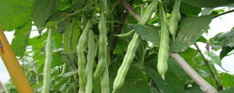 四季豆是否要打侧枝
