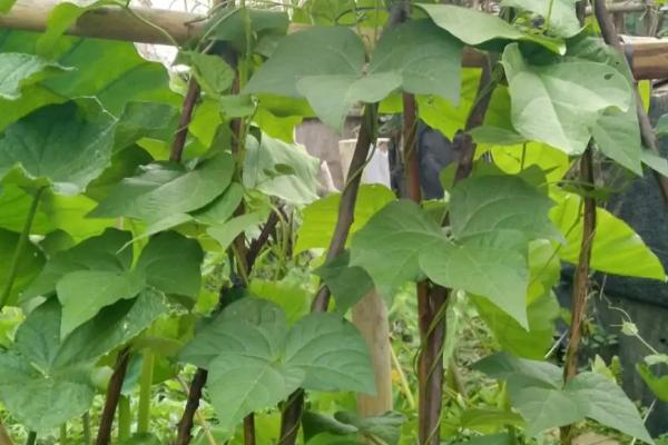 四季豆是否要打侧枝，打掉后可能会影响结荚