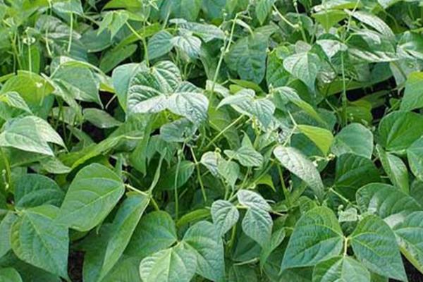 四季豆是否要打侧枝，打掉后可能会影响结荚