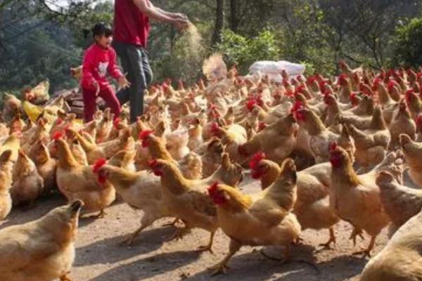 鸡场里面为什么要养只鹅，主要目的是为了防盗
