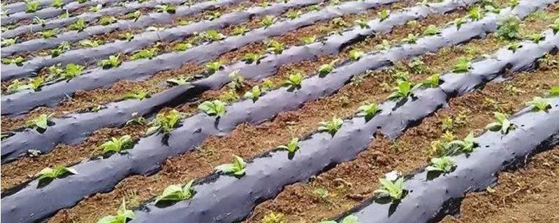 覆盖地膜有什么作用