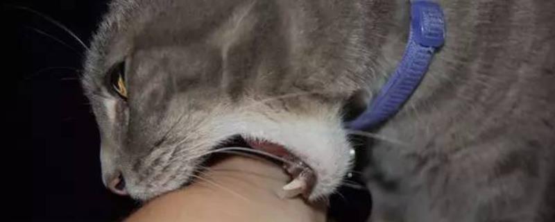 被猫咬伤出血超过24小时是否要打针