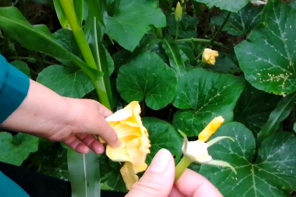 南瓜开花后几天可以授粉，花期较短