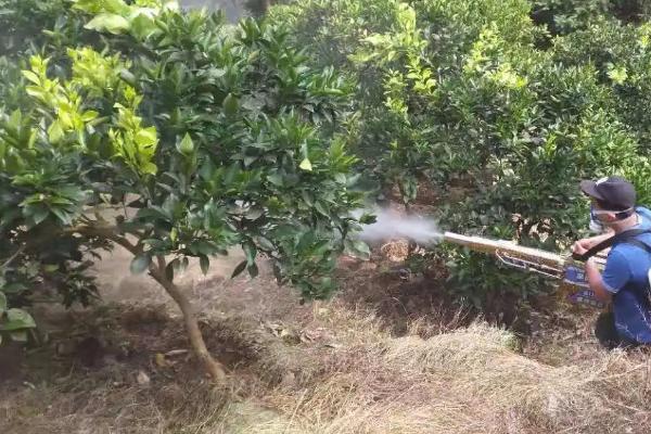 怎么防治柑橘锈壁虱，重点要提高喷药质量