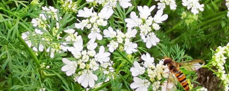 香菜会不会开花