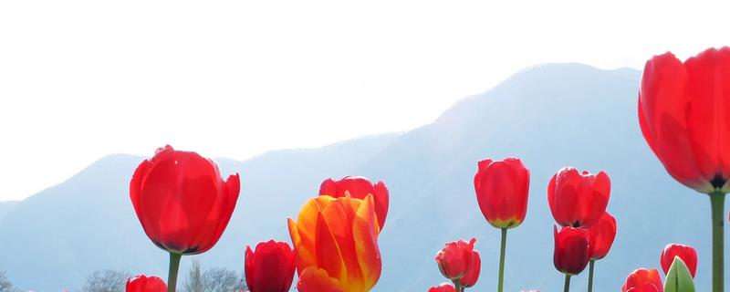 郁金香有没有毒