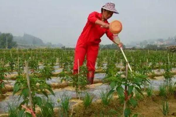 青椒烟青虫的防治方法，成虫羽化后可人工捕捉