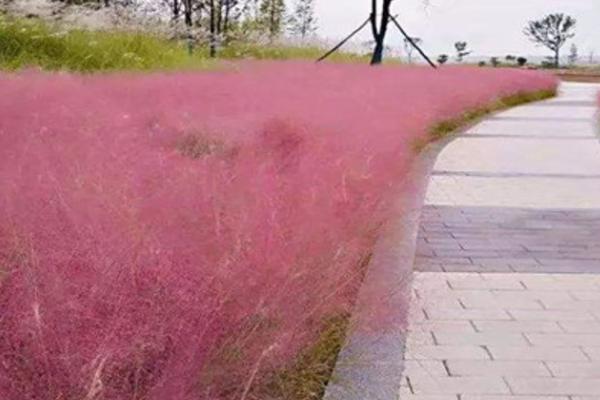 什么是粉色芦苇花，远看近似红色云雾