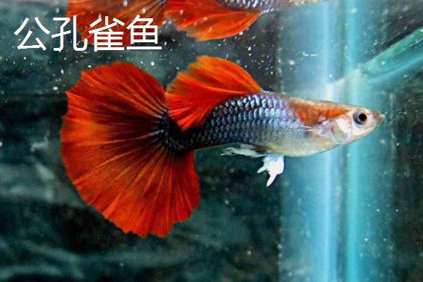 孔雀鱼分辨公母的方法，体色、体型明显不同