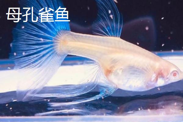 孔雀鱼分辨公母的方法，体色、体型明显不同