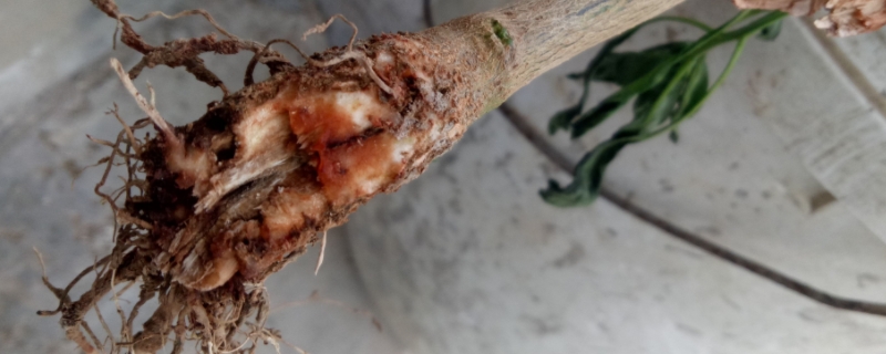 根腐病怎么治疗