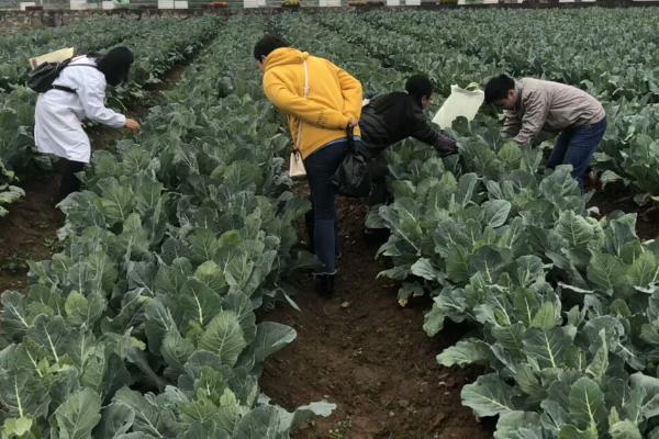 花椰菜斜纹夜蛾有什么危害，幼虫会大量啃食叶肉