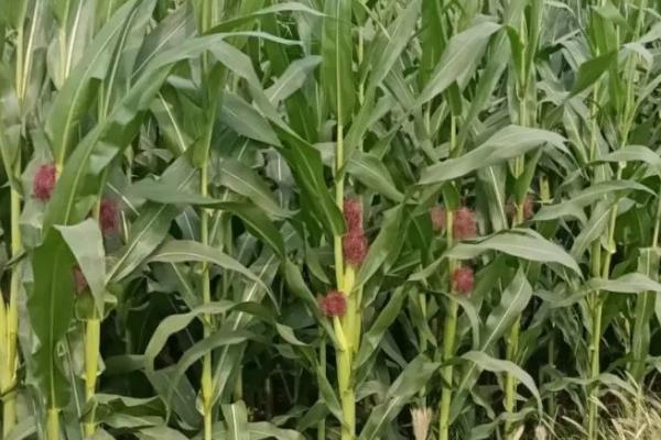 珍彩糯1号玉米的特征特性，平均产量达到700公斤