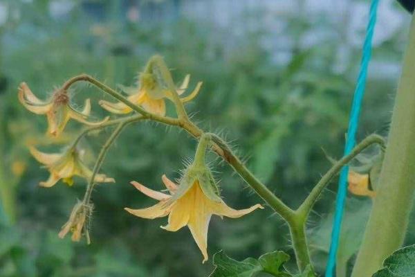 西红柿喷花方法，喷花前要先疏花