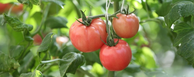 7月这个季节种什么菜