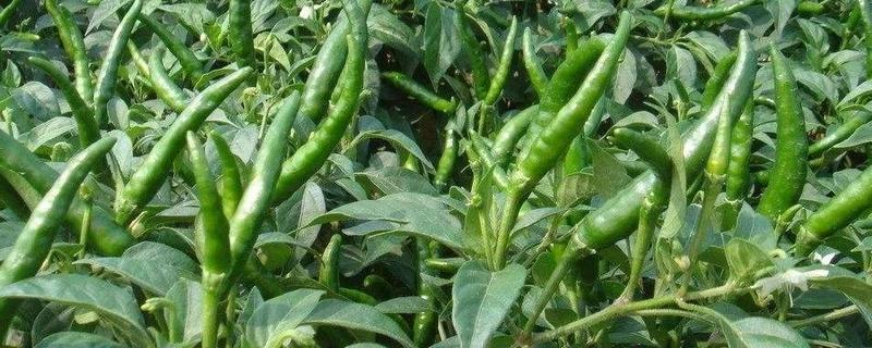 七八月种植什么农作物