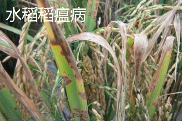水稻稻瘟病的症状和防治措施，病部会出现大量灰色霉层