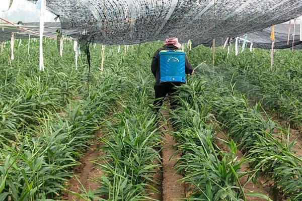 生姜常见的病虫害类型，包括姜瘟病、线虫病、姜螟等种类