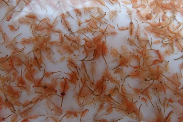 斗鱼适合吃什么，投喂丰年虾、红线虫等食物比较好