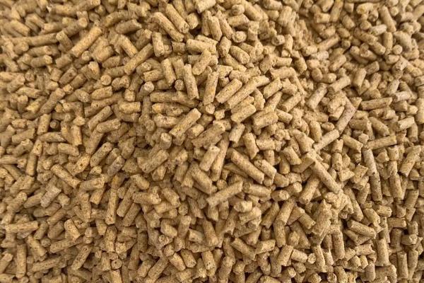 斗鱼适合吃什么，投喂丰年虾、红线虫等食物比较好
