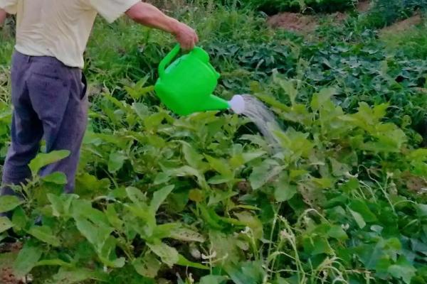 提高茄子坐果率的方法，苗木和花期管理都非常重要