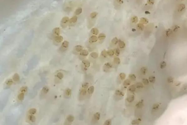 锦鲤甩籽后如何孵化，适当提高水温可加快孵化速度