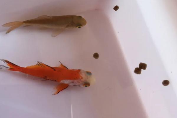 锦鲤甩籽后如何孵化，适当提高水温可加快孵化速度
