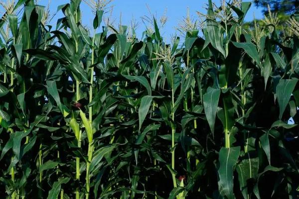 种植玉米怎么施底肥，不可一次性施入大量底肥
