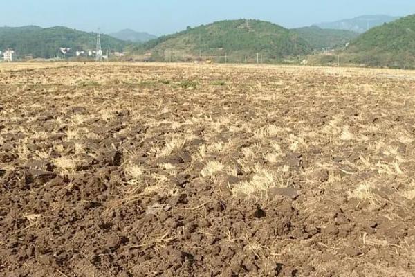 种植玉米怎么施底肥，不可一次性施入大量底肥