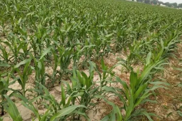 种植玉米怎么施底肥，不可一次性施入大量底肥