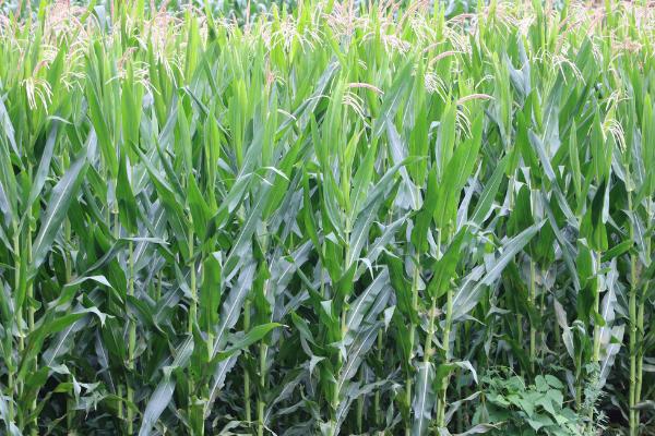 种植玉米怎么施底肥，不可一次性施入大量底肥