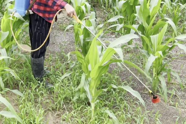 种植玉米怎么施底肥，不可一次性施入大量底肥
