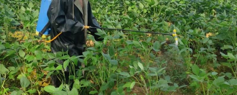 种植大豆什么时间打防虫药