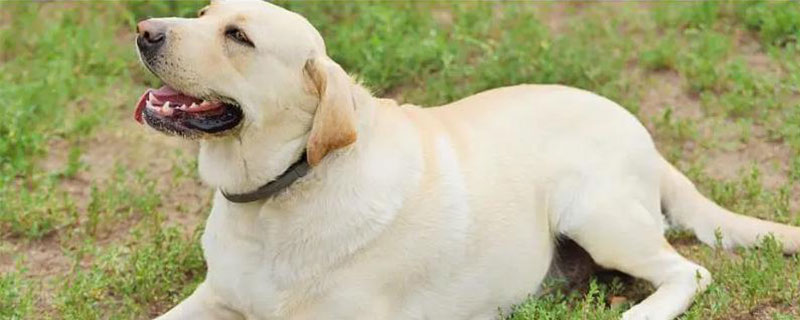 狗狗自闭症的症状