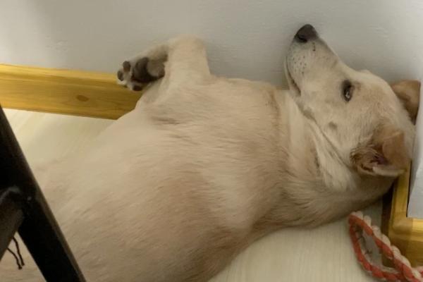 狗狗自闭症的症状，在幼年时期就会表现出交流障碍