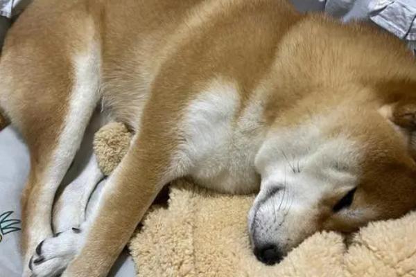 狗狗自闭症的症状，在幼年时期就会表现出交流障碍