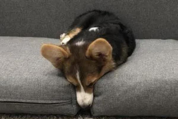 狗狗自闭症的症状，在幼年时期就会表现出交流障碍