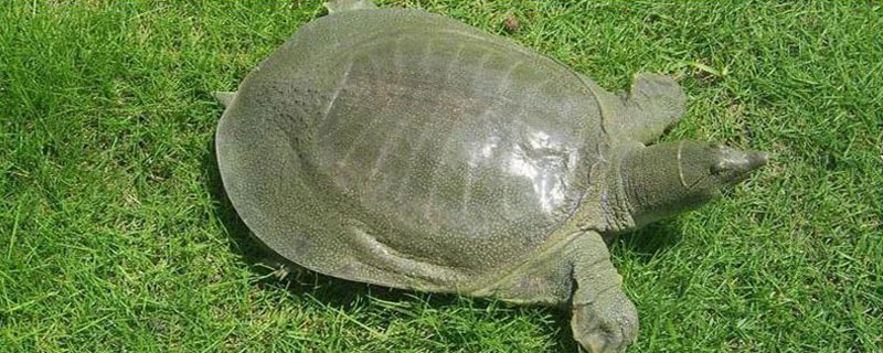 甲鱼是在水里面冬眠吗