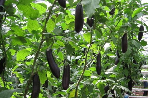雨季茄子烂果怎么防治，重施促果壮秧肥可提高抗病力