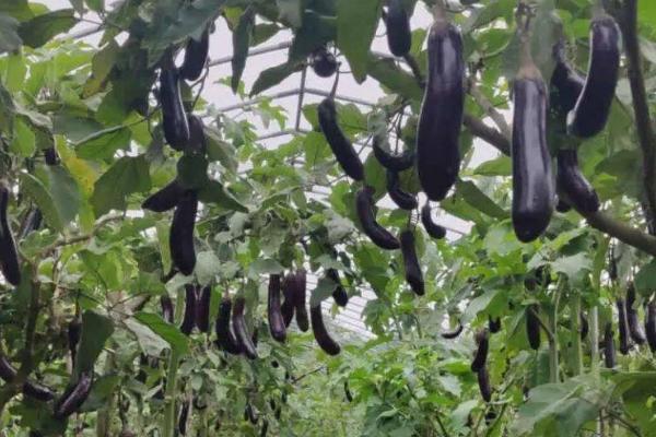雨季茄子烂果怎么防治，重施促果壮秧肥可提高抗病力