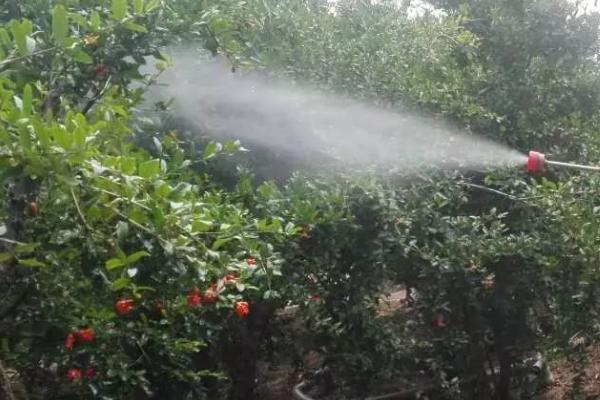虫酰肼可防治什么害虫，对鳞翅目害虫有特效
