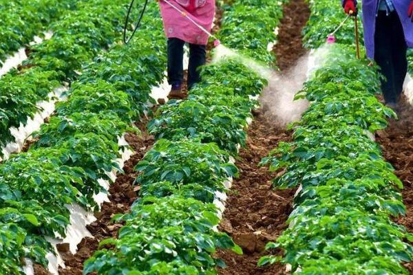 叶菜类蔬菜施肥技巧，以追肥为主