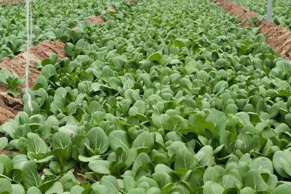 叶菜类蔬菜施肥技巧，以追肥为主