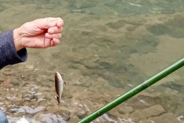 小溪里面的鱼能否垂钓，鱼种丰富可成为垂钓场所