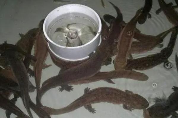 饲养娃娃鱼要不要换水，不同季节的换水频率不一样