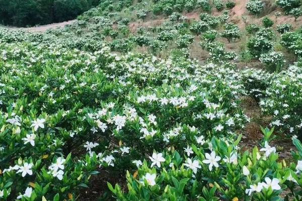 栀子花的花蕾为什么会脱落，长期未接受光照会导致落花掉蕾
